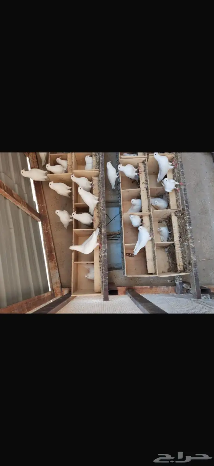 سمان للبيع وحمام فرنسي منتج 1