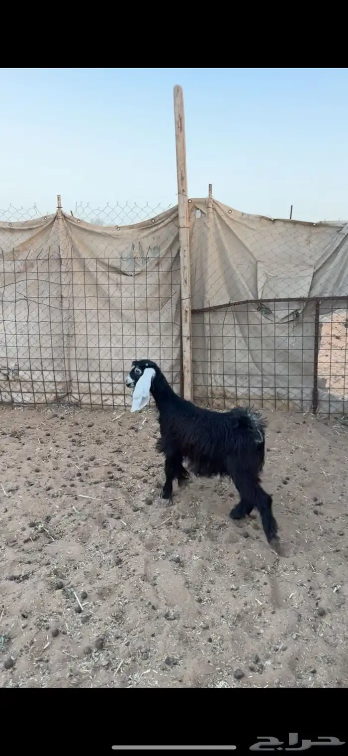 جفره عناق 0