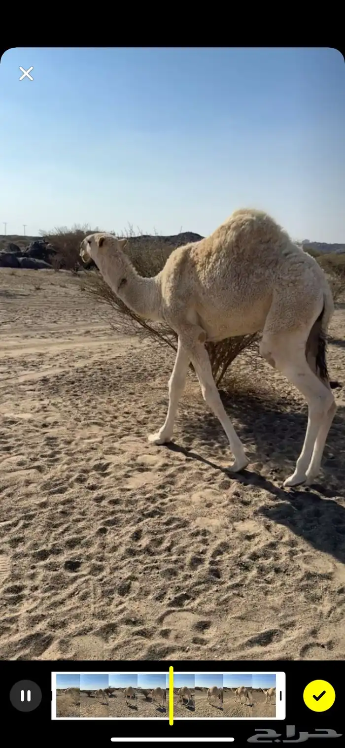 قعود مفرود فردي باتلي 1