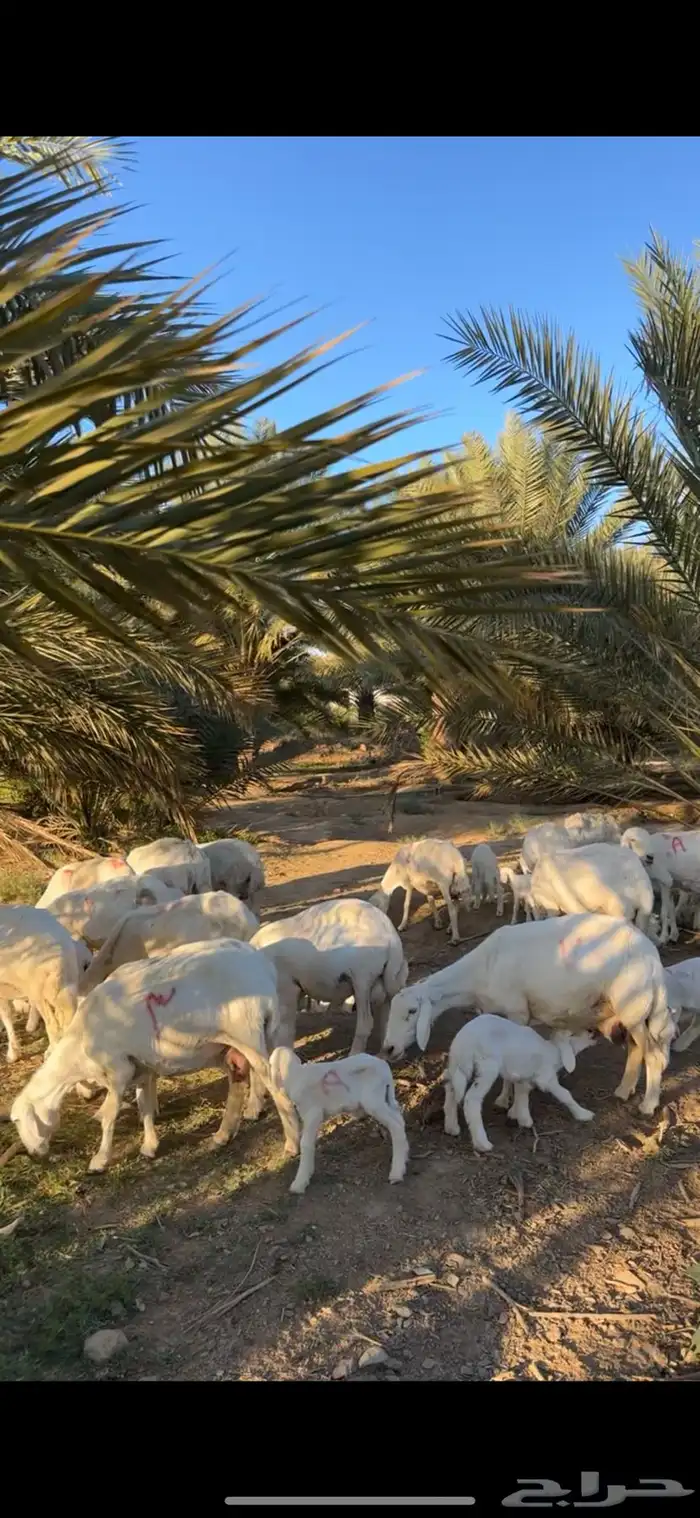 غنم وليد كفو 1