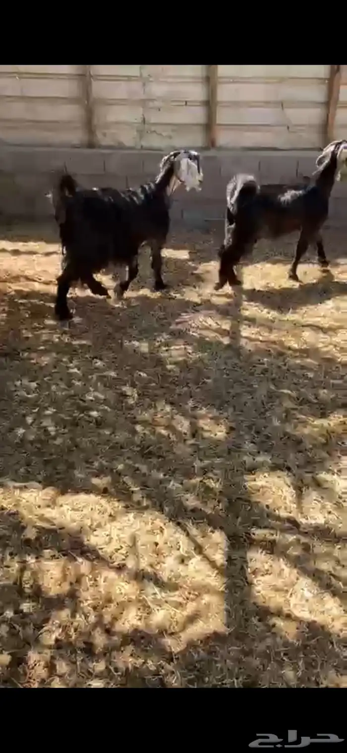 عوارض دفيع 6