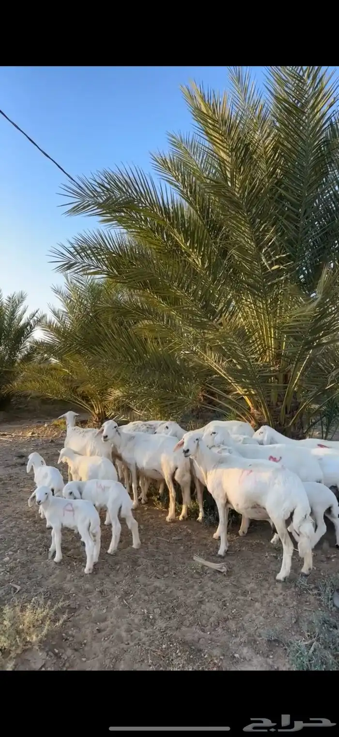 غنم وليد كفو 0