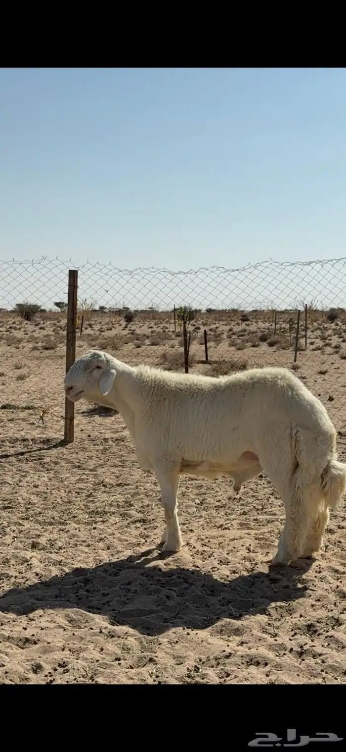 مشروع فحل فاخر ابوه من حلال متعب عيضه 2