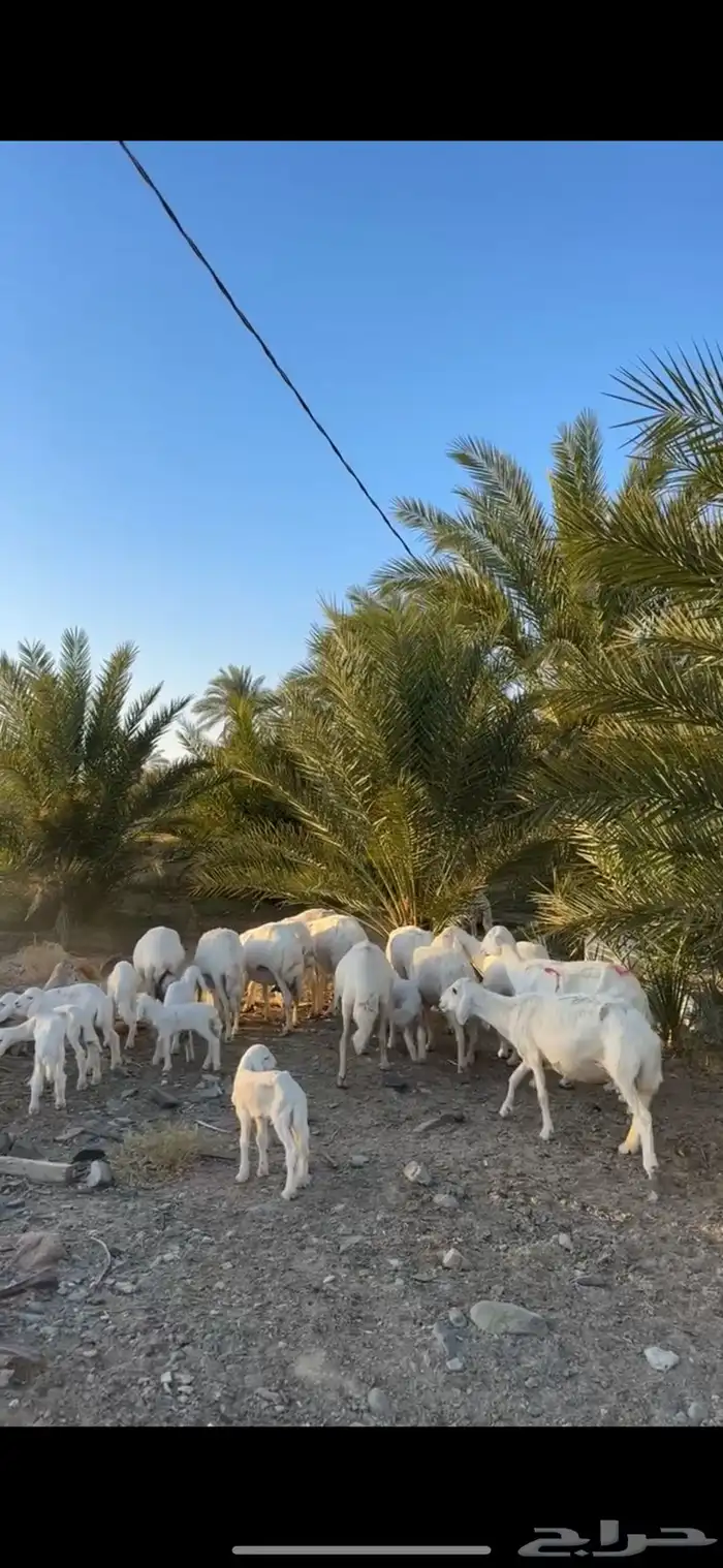 غنم وليد كفو 3