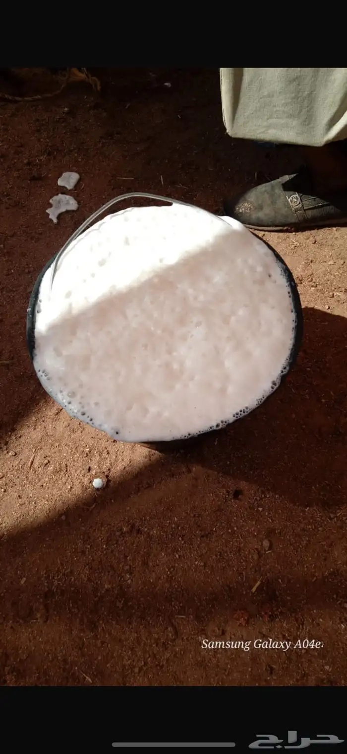 بقر للبيع مشروط هادي وحليب 2