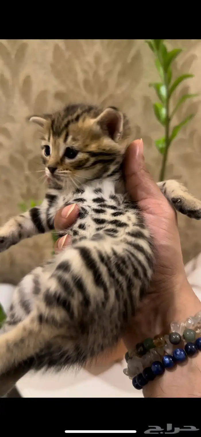 قطط بنغال للبيع جاهزين للاستلام 3