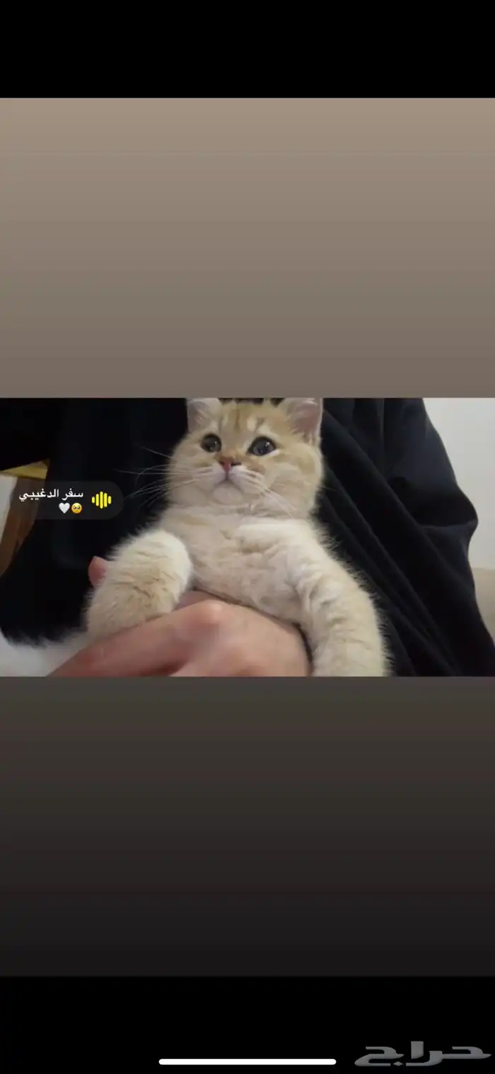 قططط 1