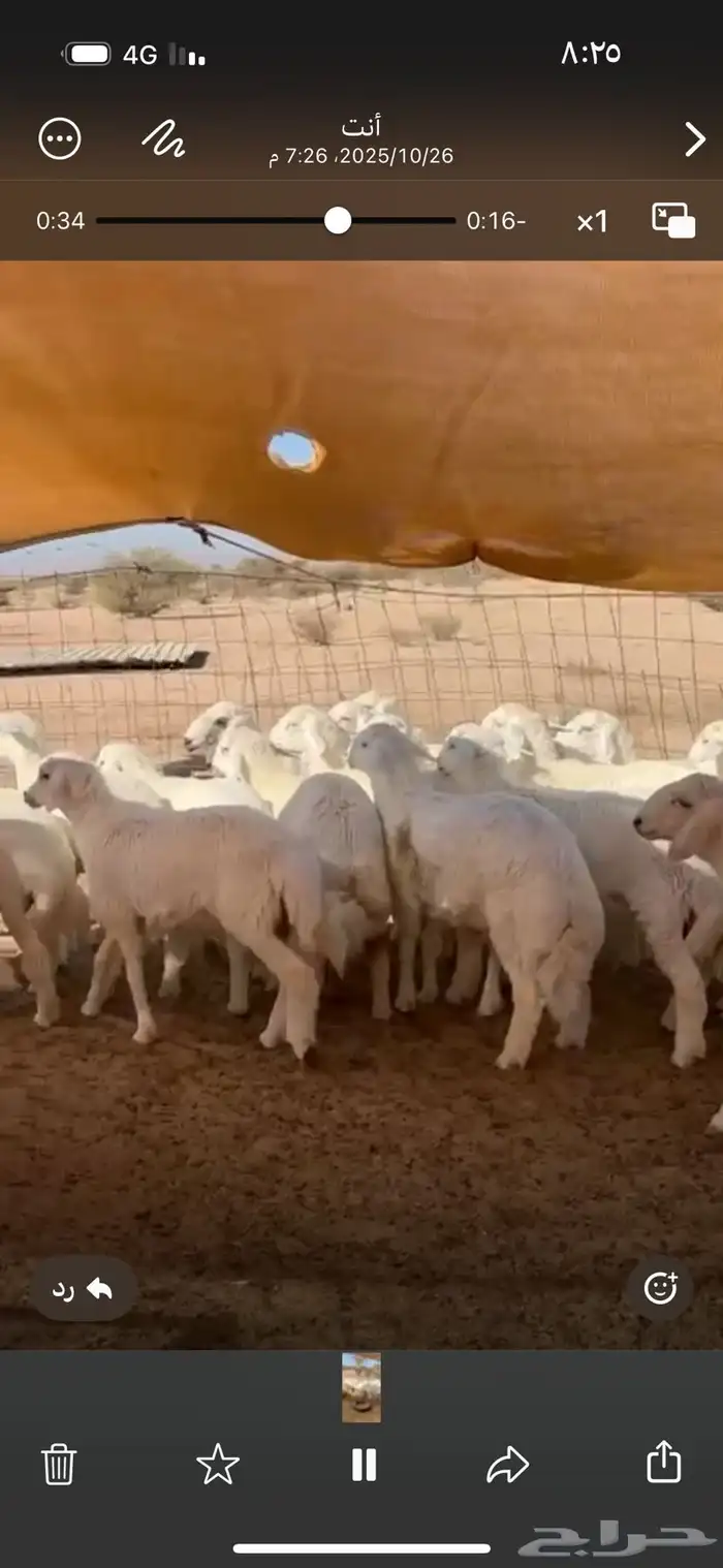 طليان كفو 1