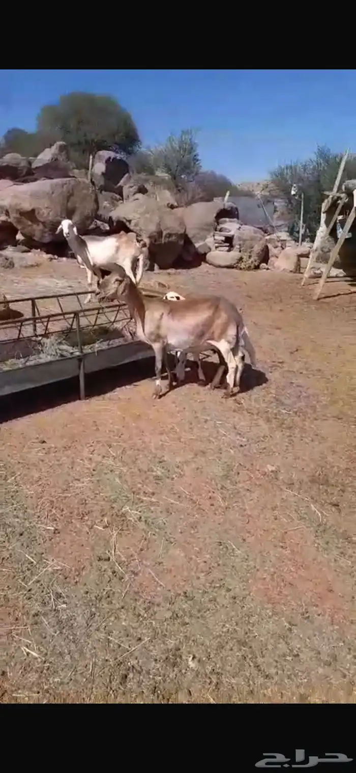 سواكن خلفات 1