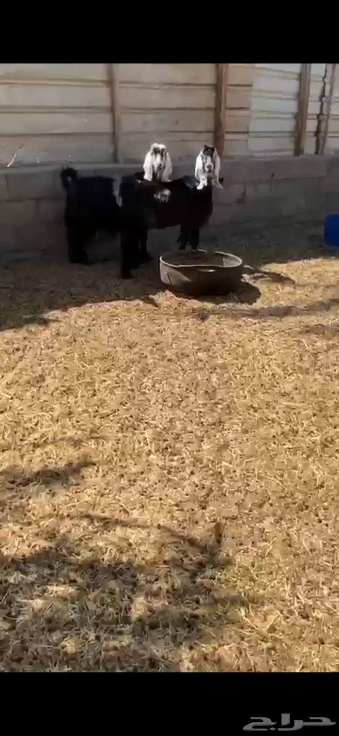 عوارض دفيع 3