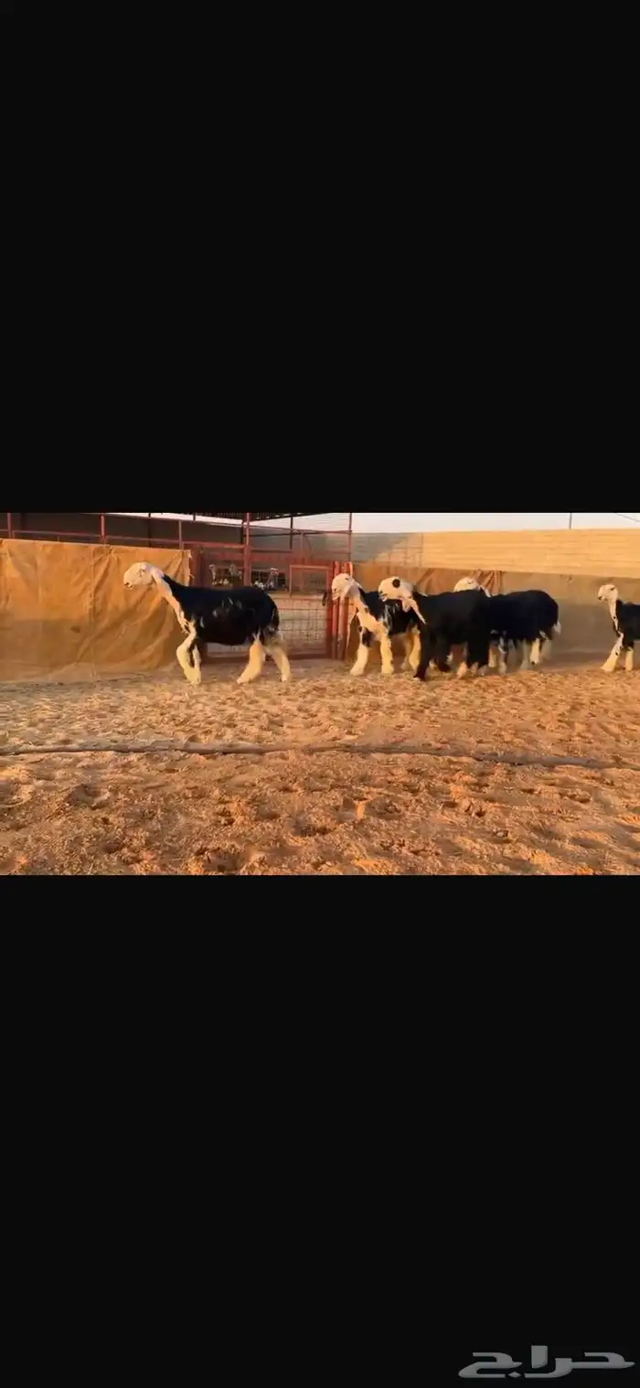 عرض بيع رخال جذعات فاخره 1