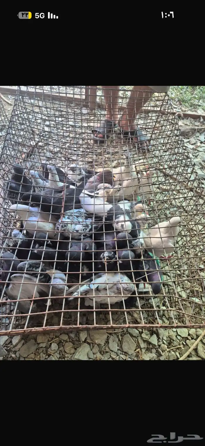 للبيع حمام عماير 1