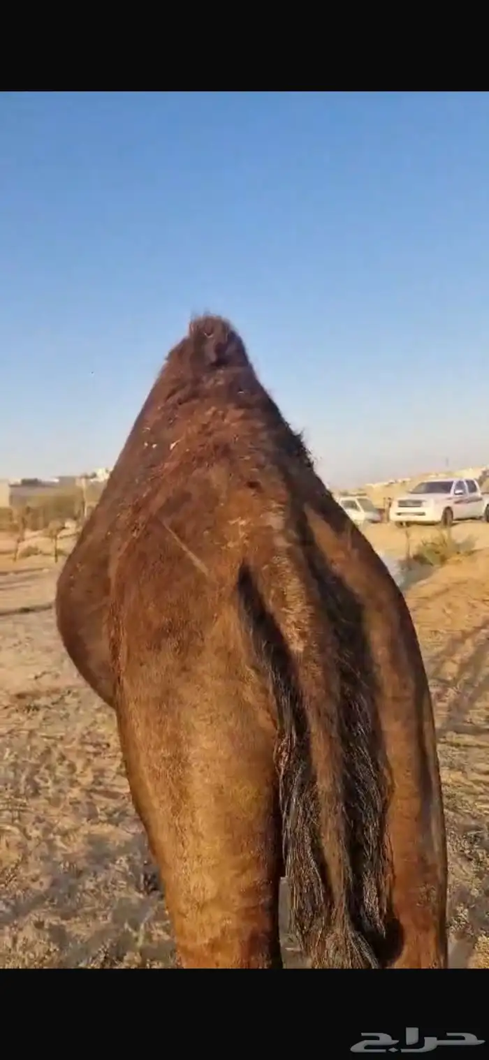 ناقه مموت محهم 4