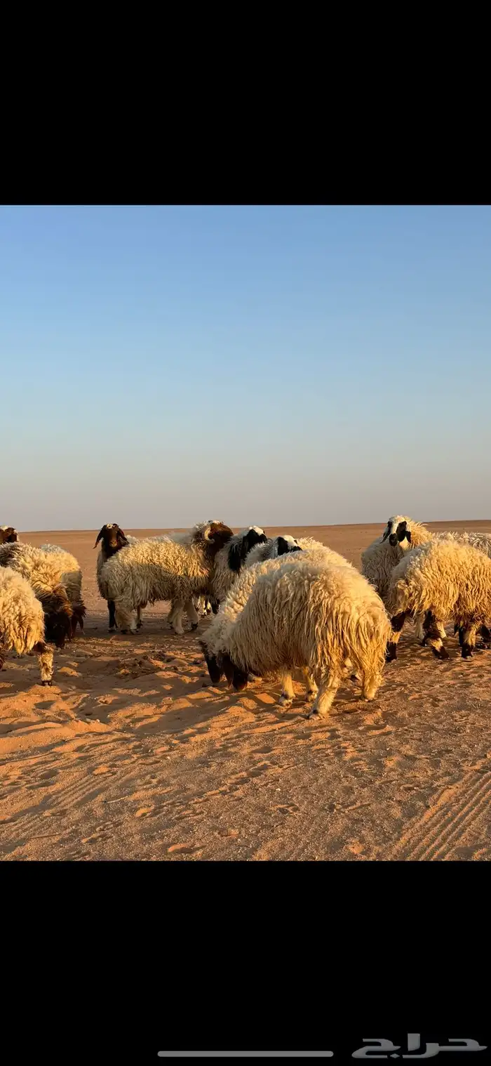 رخال للبيع العدد 13 رخل وخروف واحد العدد الإجمالي 14 0