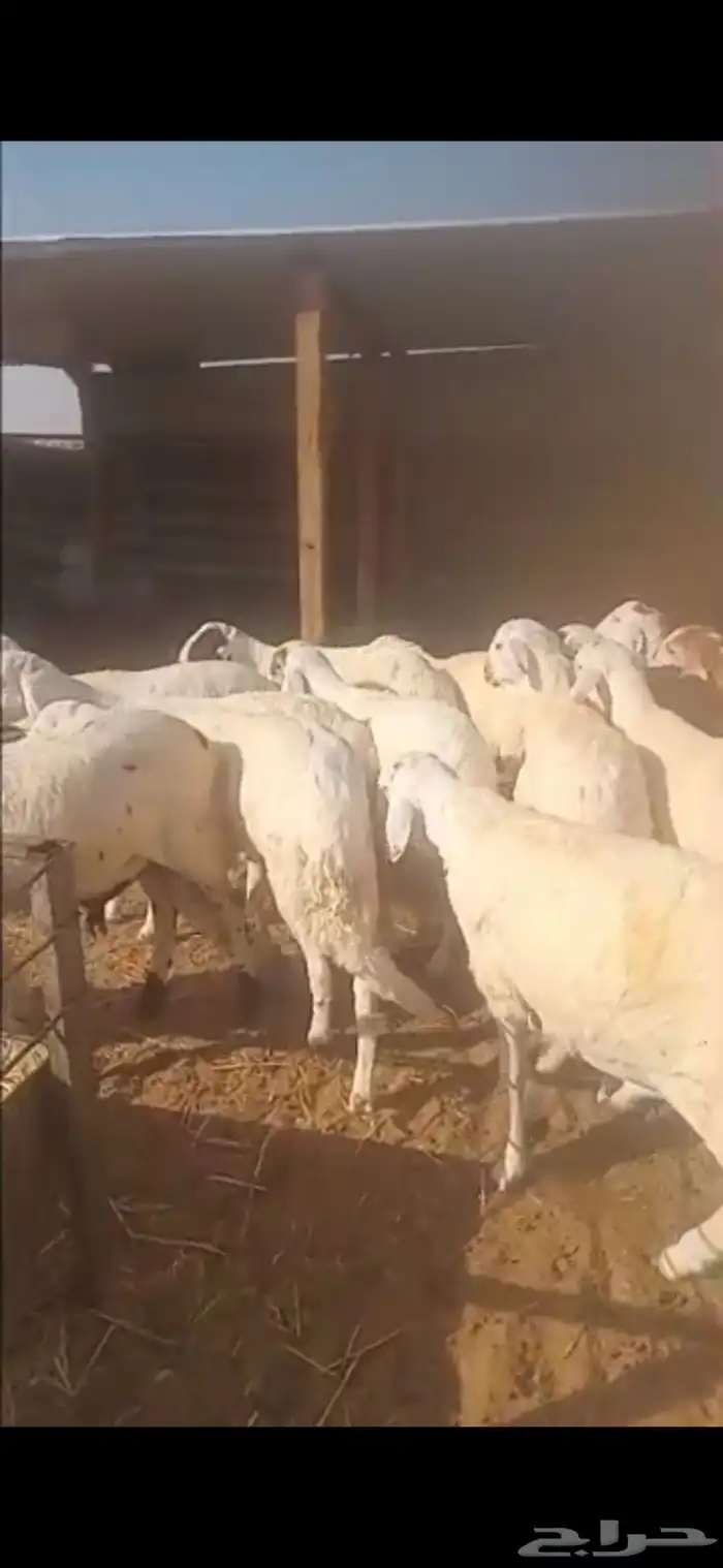 سواكن مرابي جذعان 0