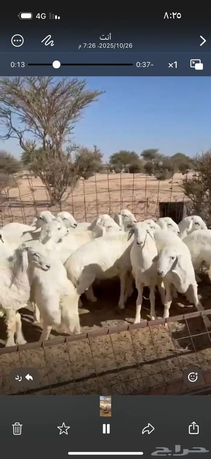 طليان كفو 2
