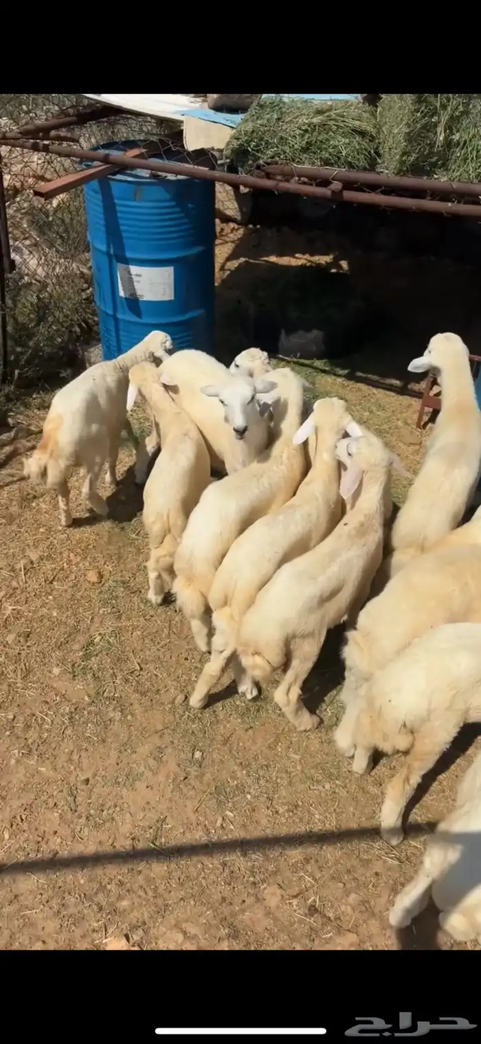 طليان تربية للبيع 1