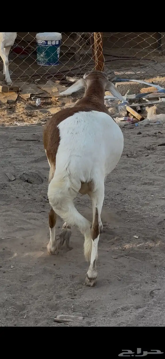 نعجه سواكنيه فاخره 1