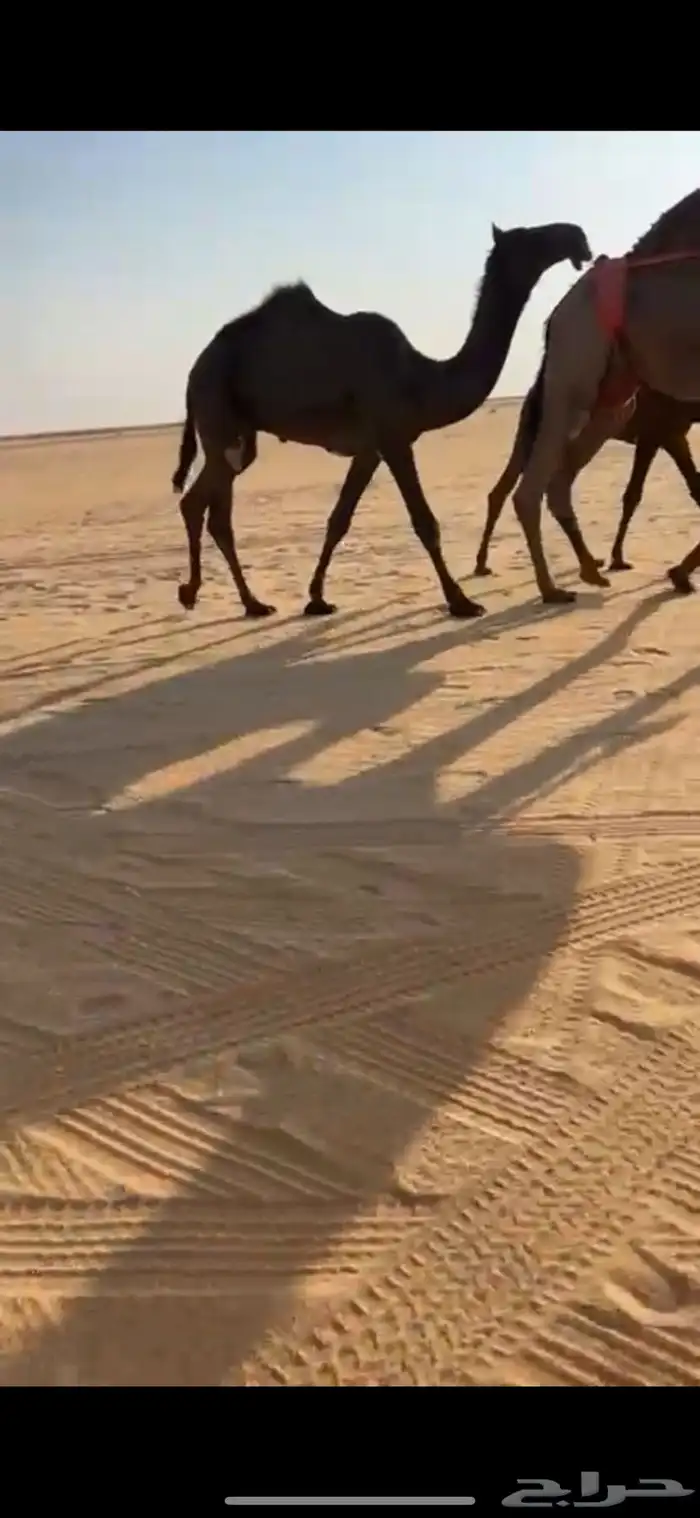 قعود مفرود يحقق 1