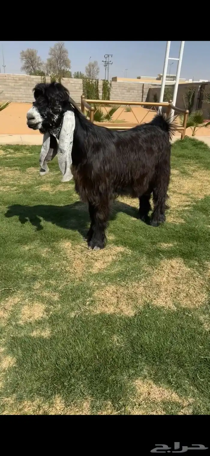 فحل عارضي خصم الخصم تممم البيع 0