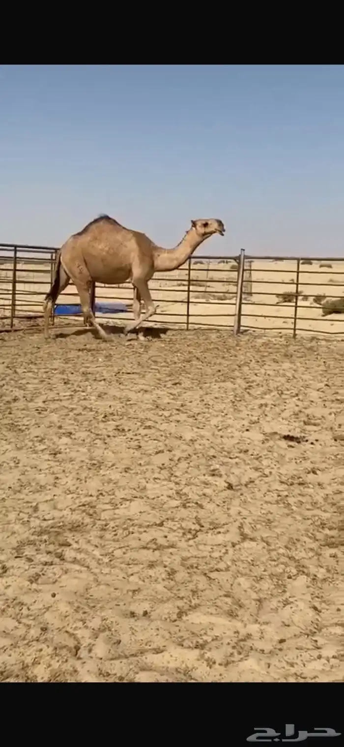 بكره حمراء ككفو وطيبه ساسها على ولد غرنوق رق وزين وطبع 3