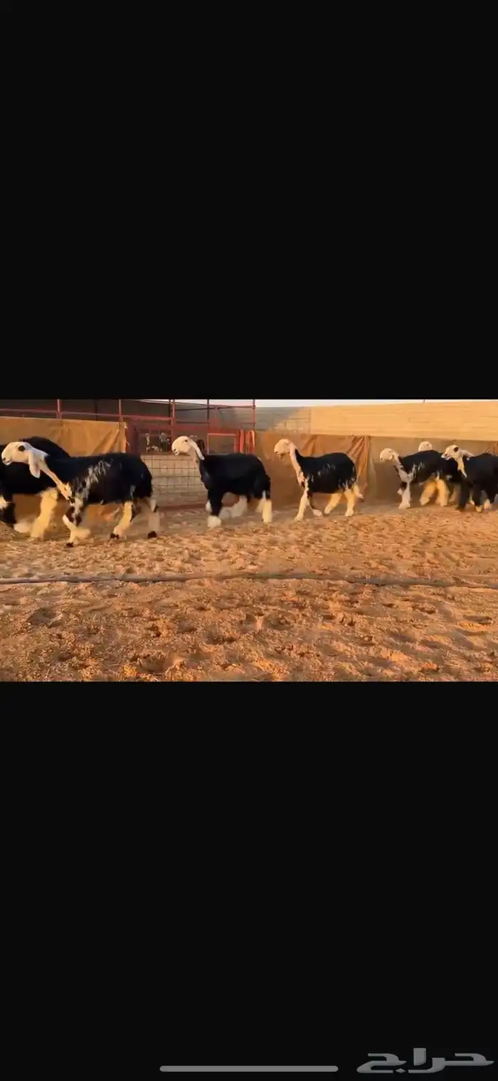 عرض بيع رخال جذعات فاخره 5