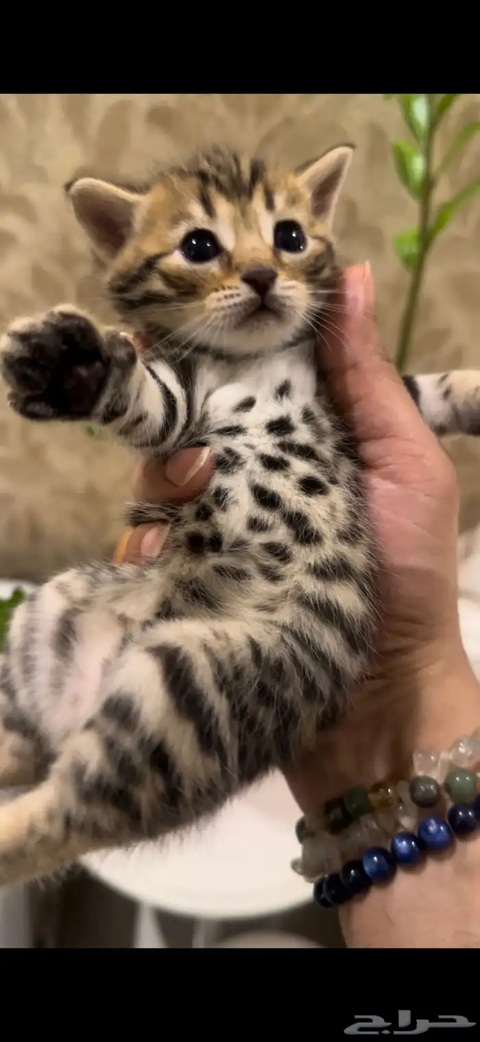 قطط بنغال للبيع جاهزين للاستلام 2