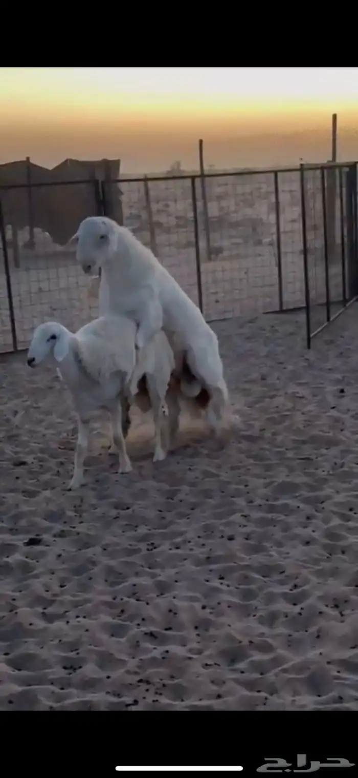 مشروع فحل فاخر ابوه من حلال متعب عيضه 3