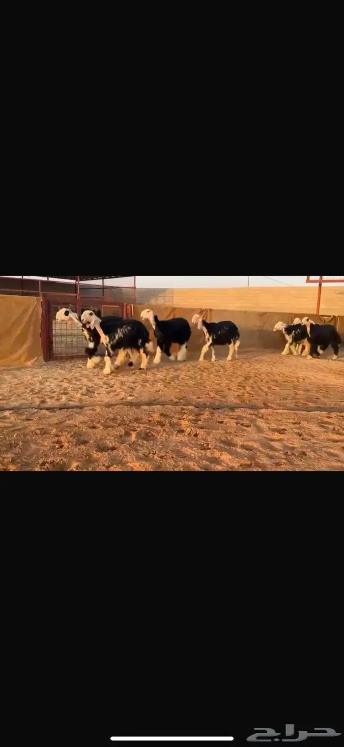 عرض بيع رخال جذعات فاخره 6