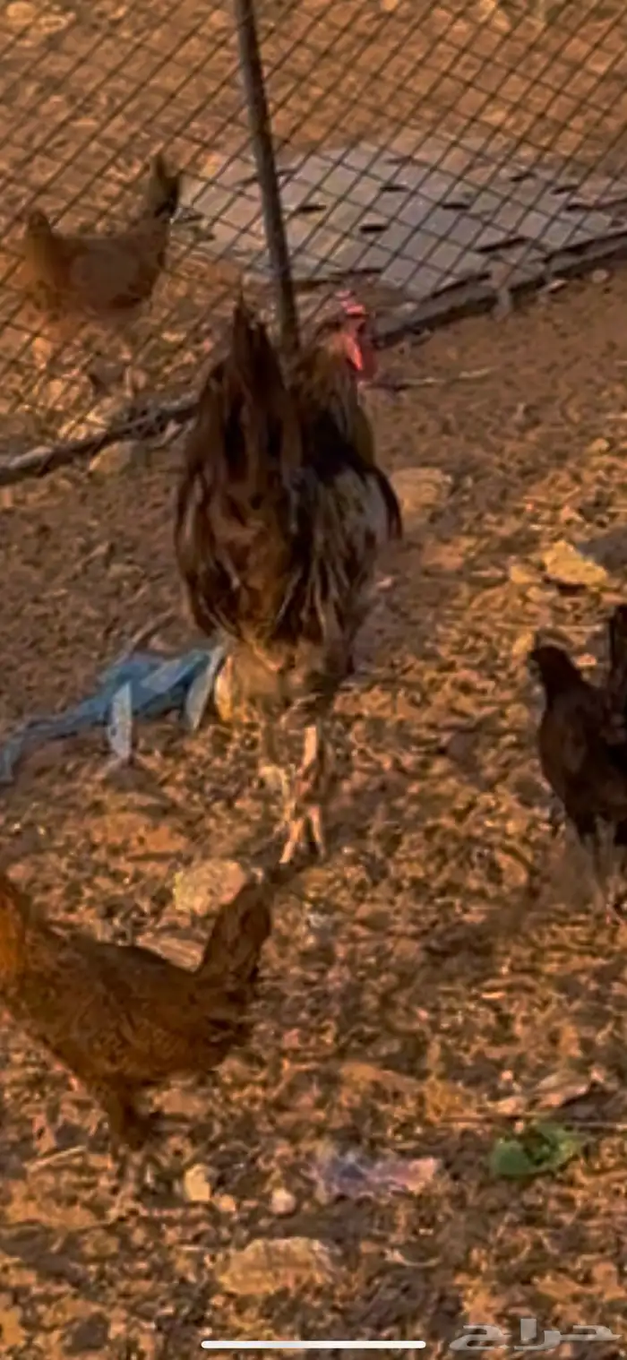 ديوك 4