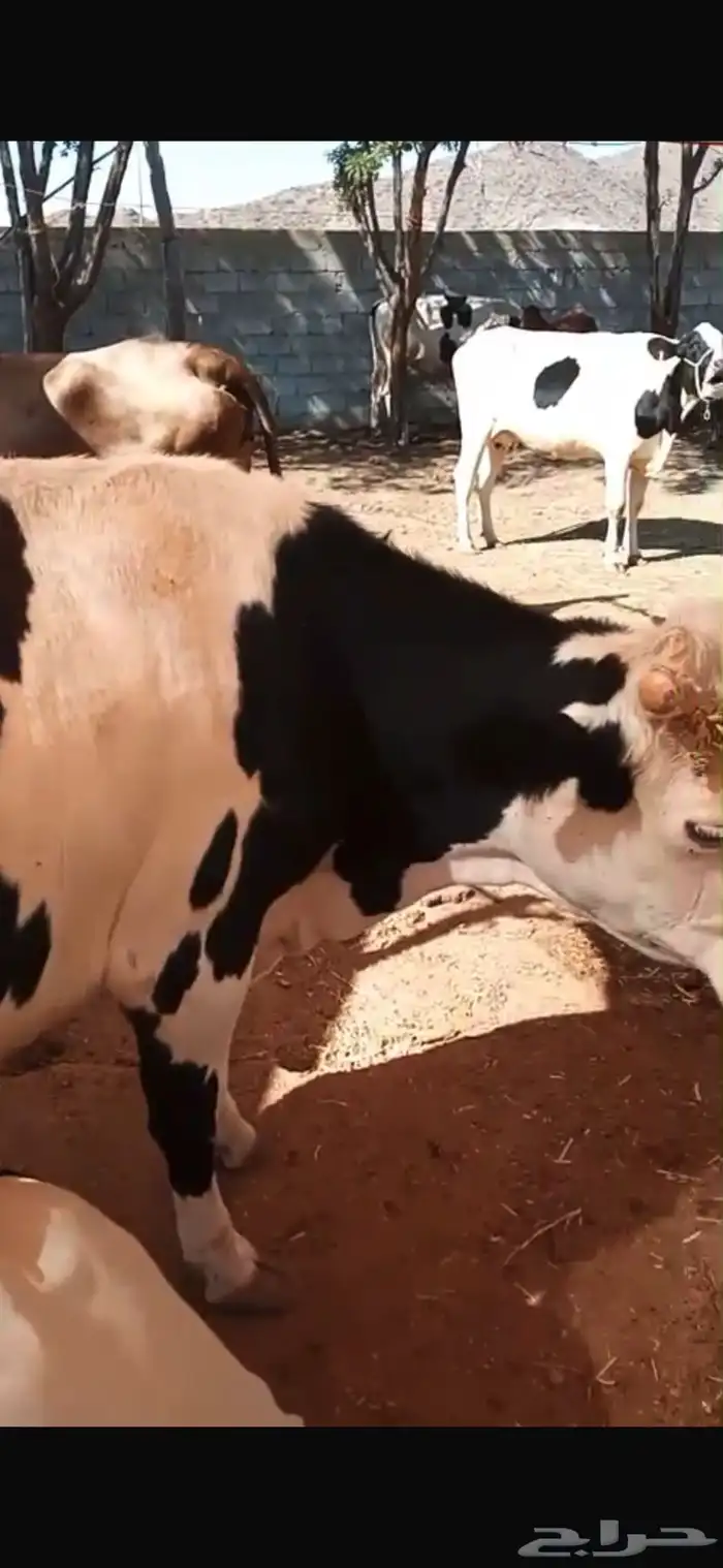 بقر للبيع مشروط هادي وحليب 0