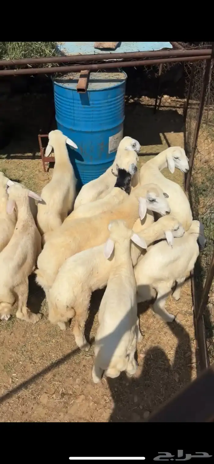 طليان تربية للبيع 0