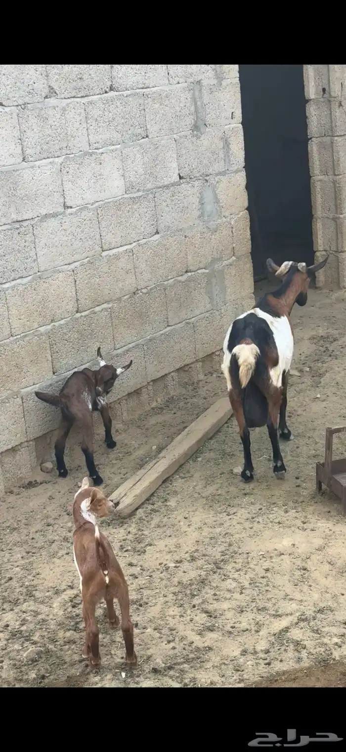 شاة متاوم عليها اثنين ذكران 8