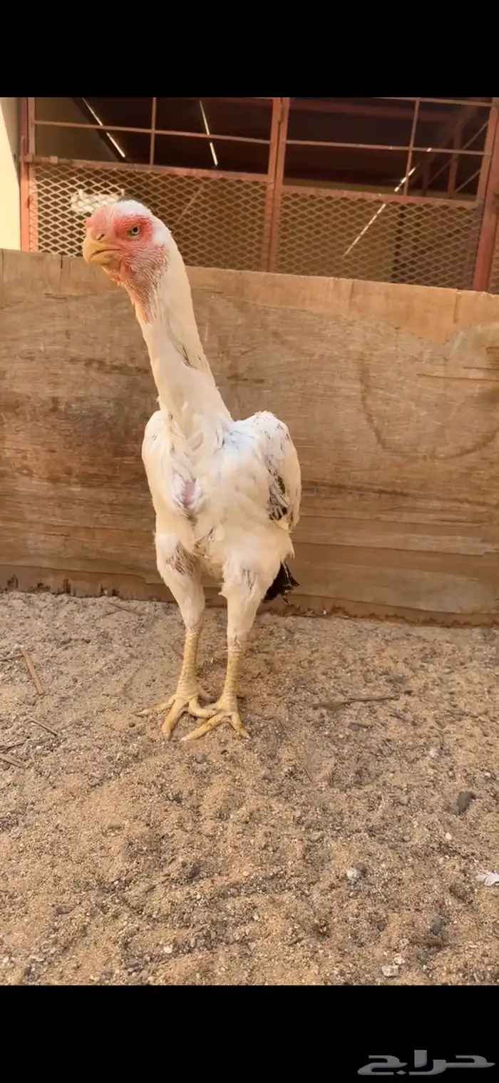 دجاجة فارسية للبيع 1