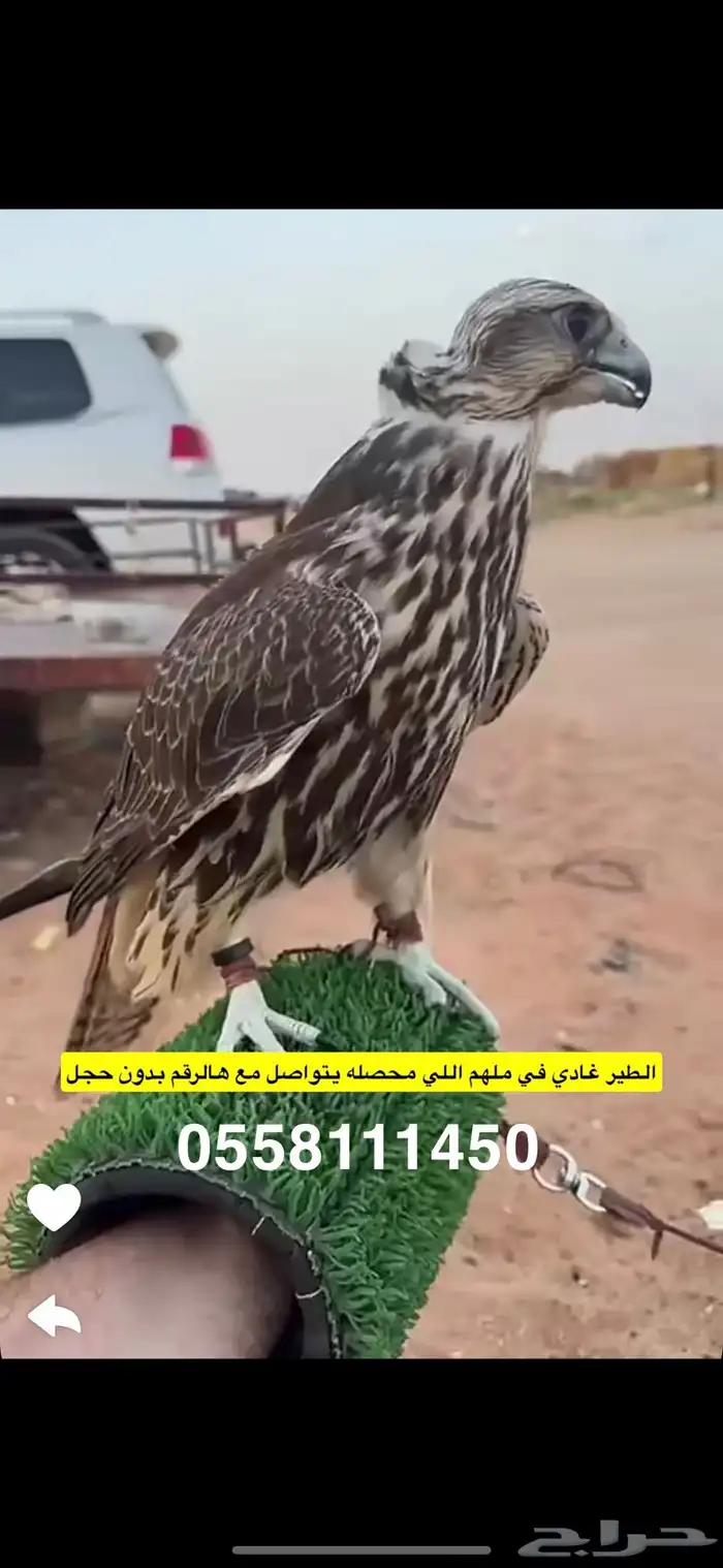 مفقود فرخ حر 0