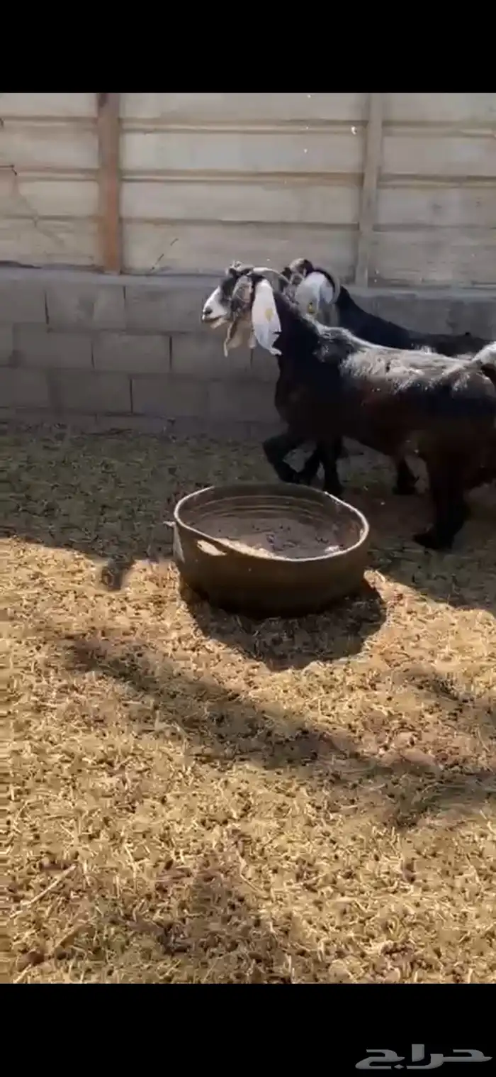 عوارض دفيع 0