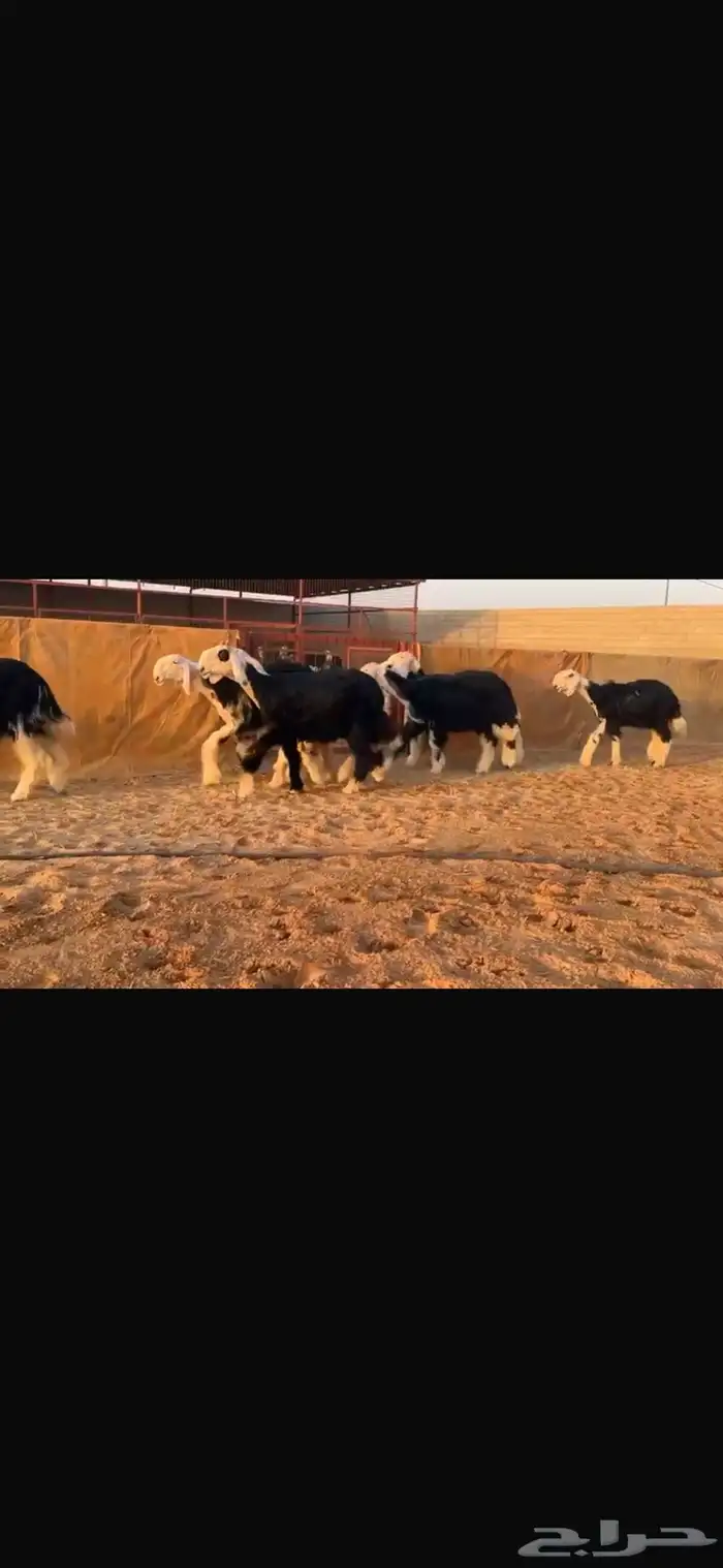 عرض بيع رخال جذعات فاخره 4