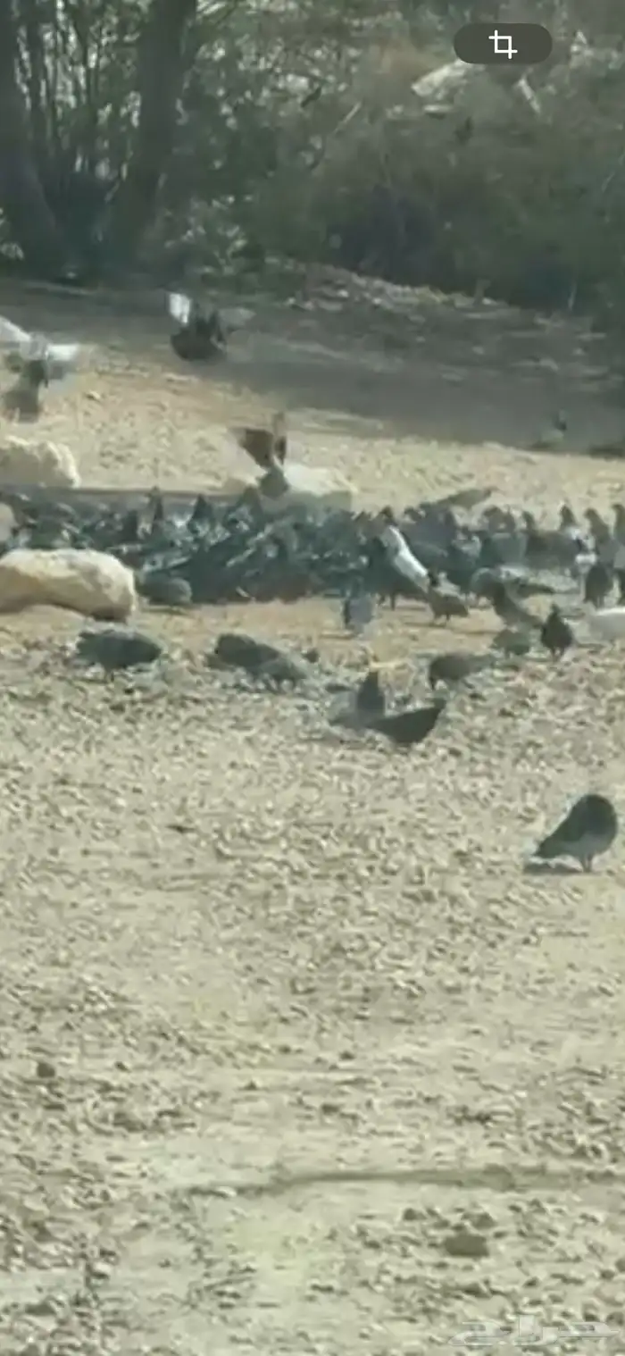 حمام سوادي طرح للصقور 0