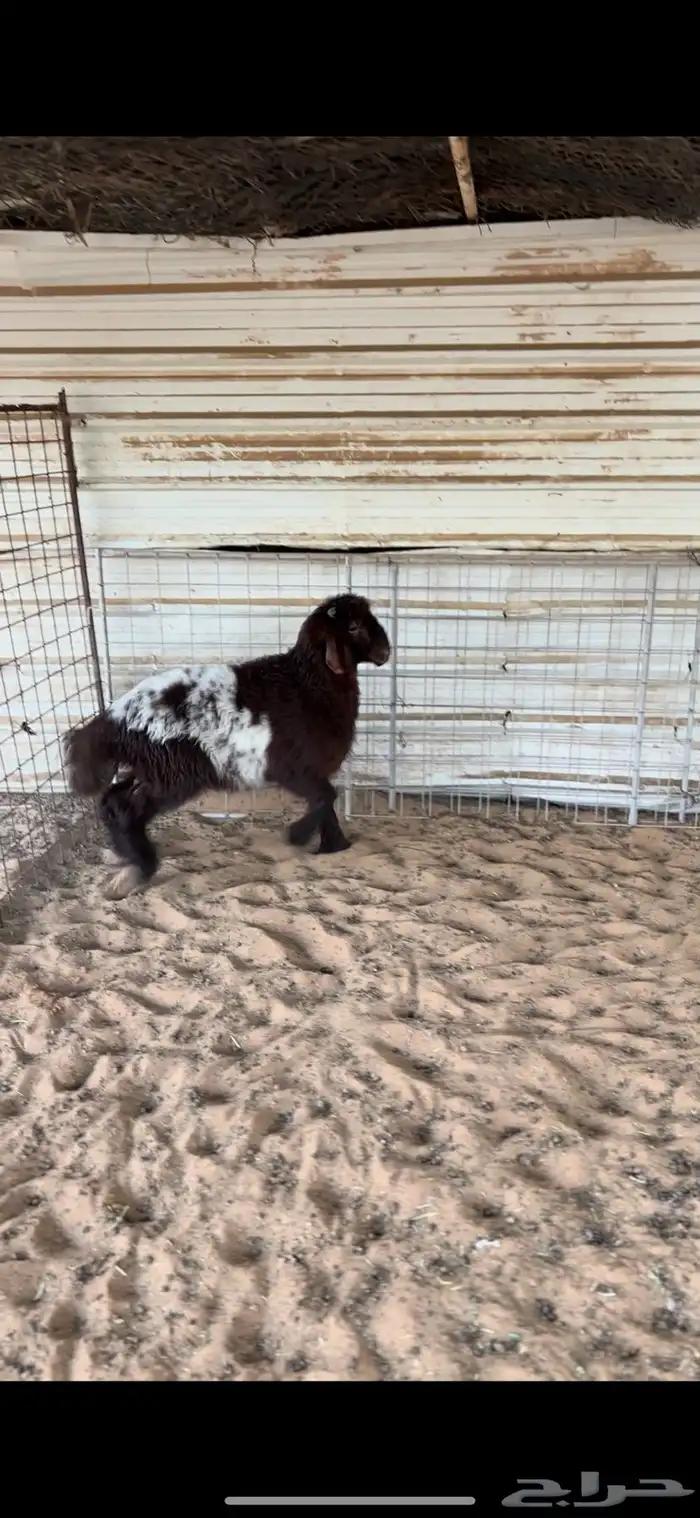 خاروف هرفي 3شهور ((تم البيع)) 0