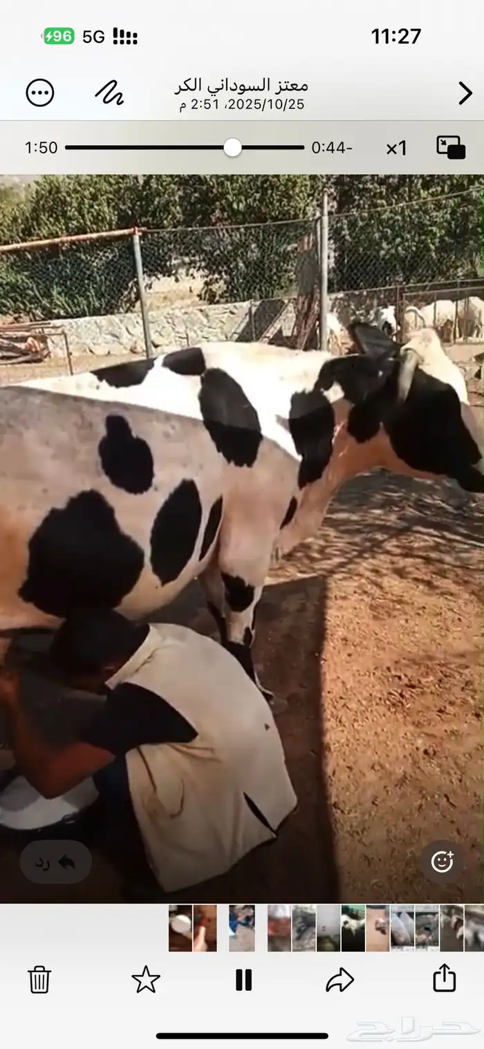 بقر للبيع مشروط هادي وحليب 1