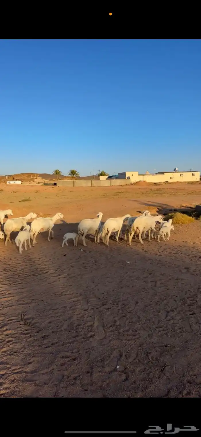 غنم وليد كفو 2
