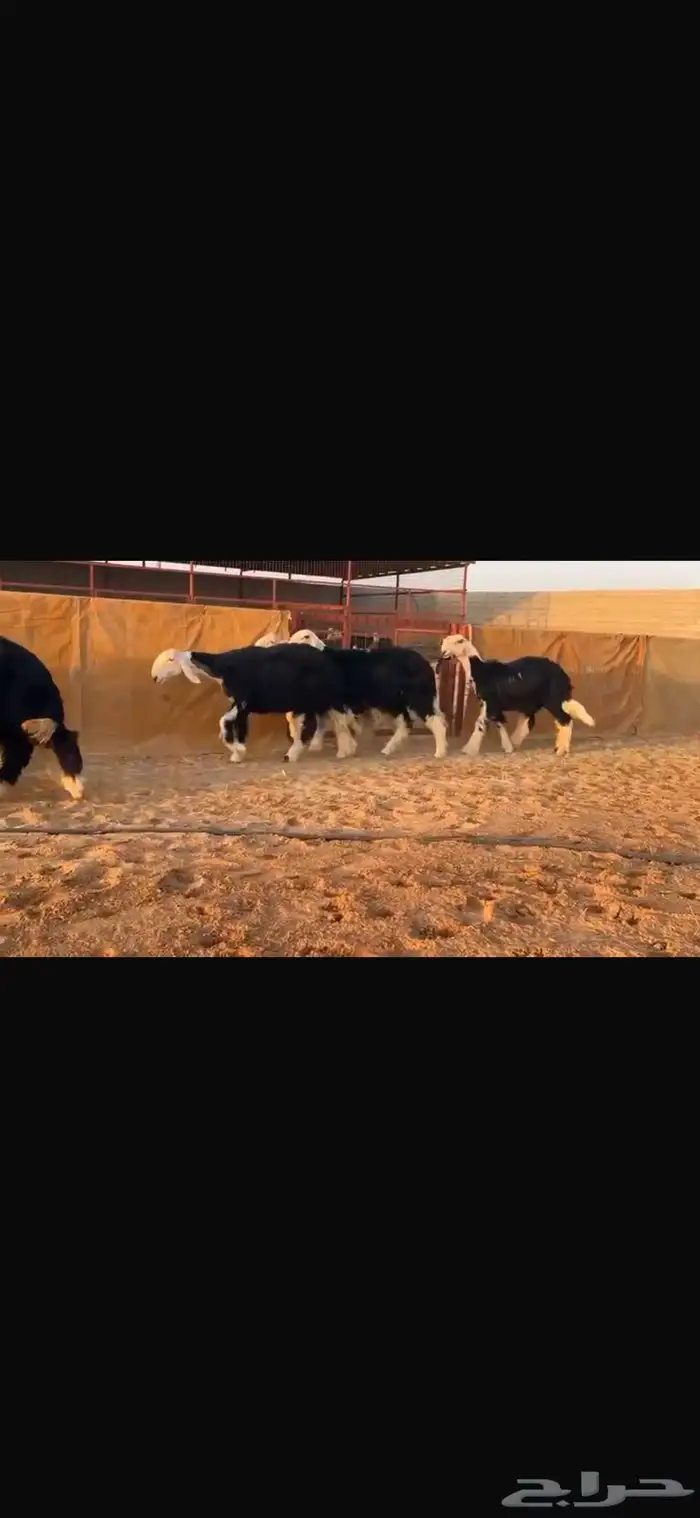 عرض بيع رخال جذعات فاخره 0