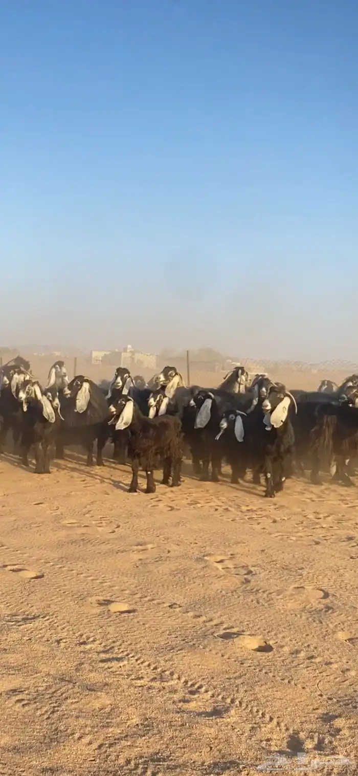 معزا عوارض صنف مراح كامل خوات بعض 0