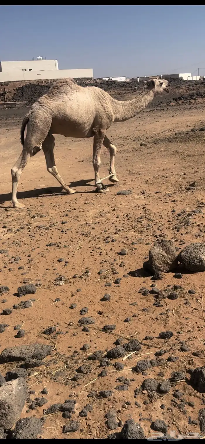 قعود اشقح باتلي يجذع بشهر 6 اول هداده الشتاء الجاي 1