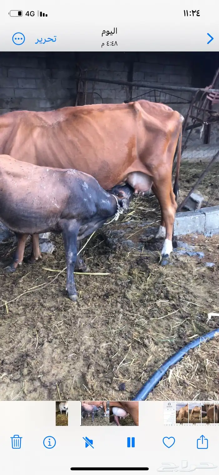 بقره منيح هادئة تحتها حسيل 0