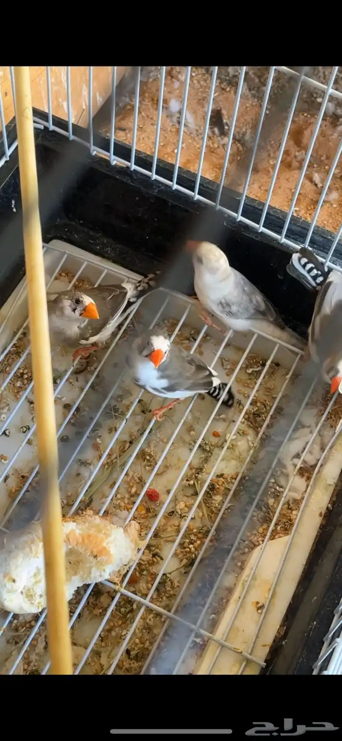 زيبرا طفره 0