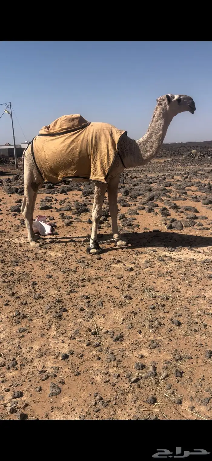 قعود اشقح باتلي يجذع بشهر 6 اول هداده الشتاء الجاي 2