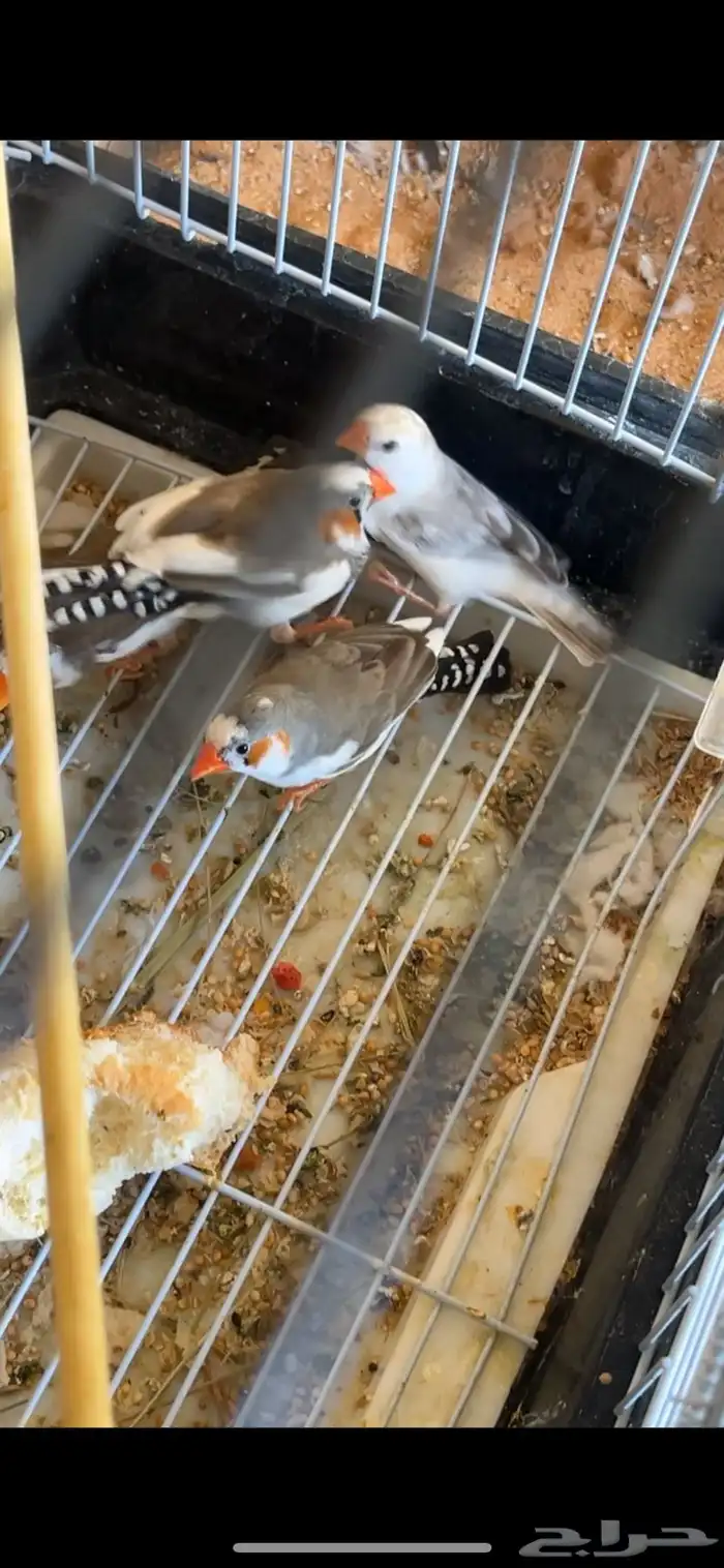 زيبرا طفره 2