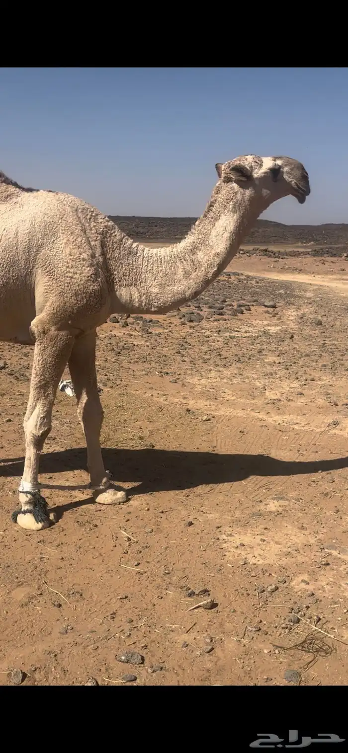 قعود اشقح باتلي يجذع بشهر 6 اول هداده الشتاء الجاي 0