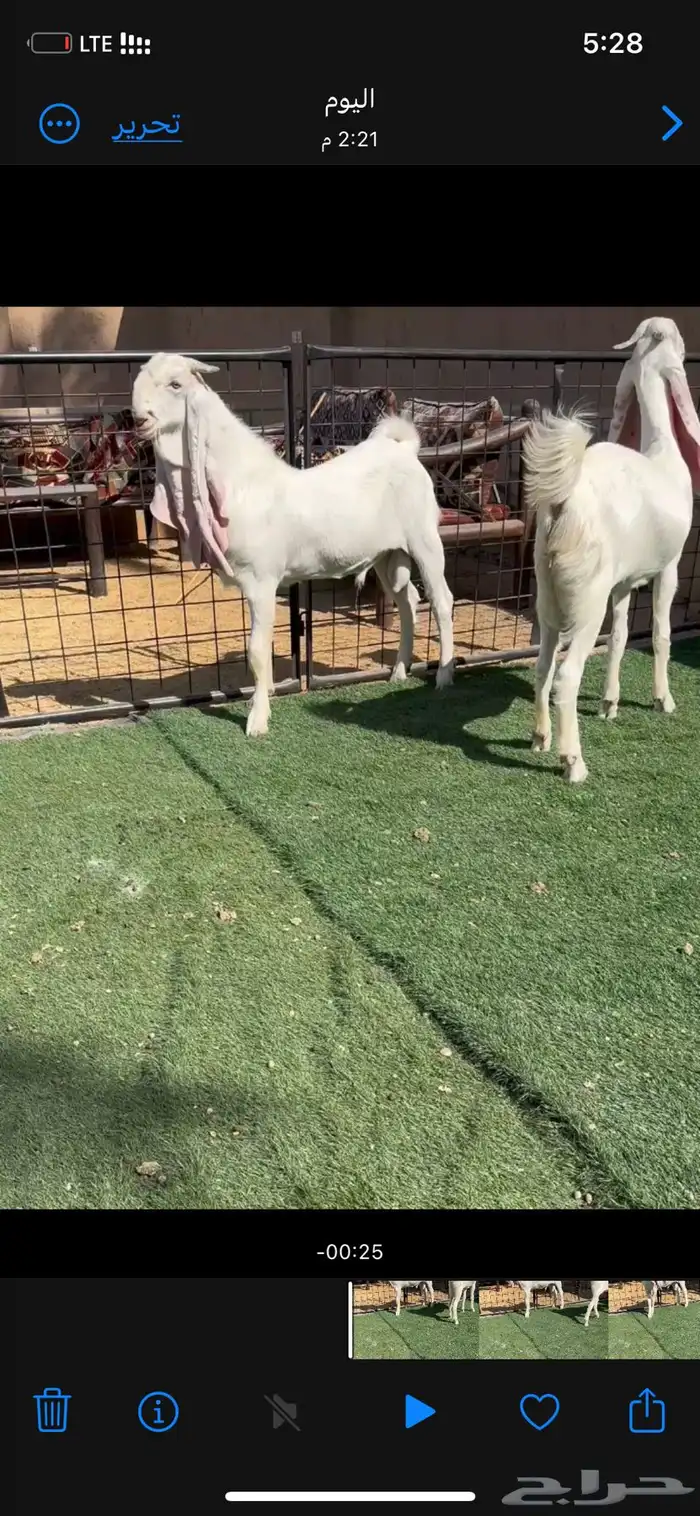 جفار تيس مطور ابيض بيض 1